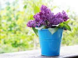 Bouturer hortensia dans l’eau : quelle tige choisir ? Bouturer hortensia dans l'eau