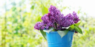 Bouturer hortensia dans l’eau : quelle tige choisir ? Bouturer hortensia dans l'eau