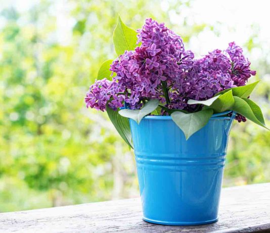Bouturer hortensia dans l’eau : quelle tige choisir ? Bouturer hortensia dans l'eau