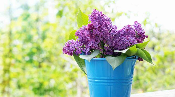 Bouturer hortensia dans l’eau : quelle tige choisir ? Bouturer hortensia dans l'eau