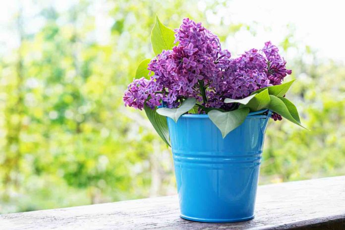 Bouturer hortensia dans l'eau Bouturer hortensia dans l'eau