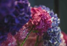 Bouturer hortensia dans l’eau : comment réussir facilement ? bouturer hortensia dans l'eau