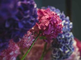 Bouturer hortensia dans l’eau : comment réussir facilement ? bouturer hortensia dans l'eau