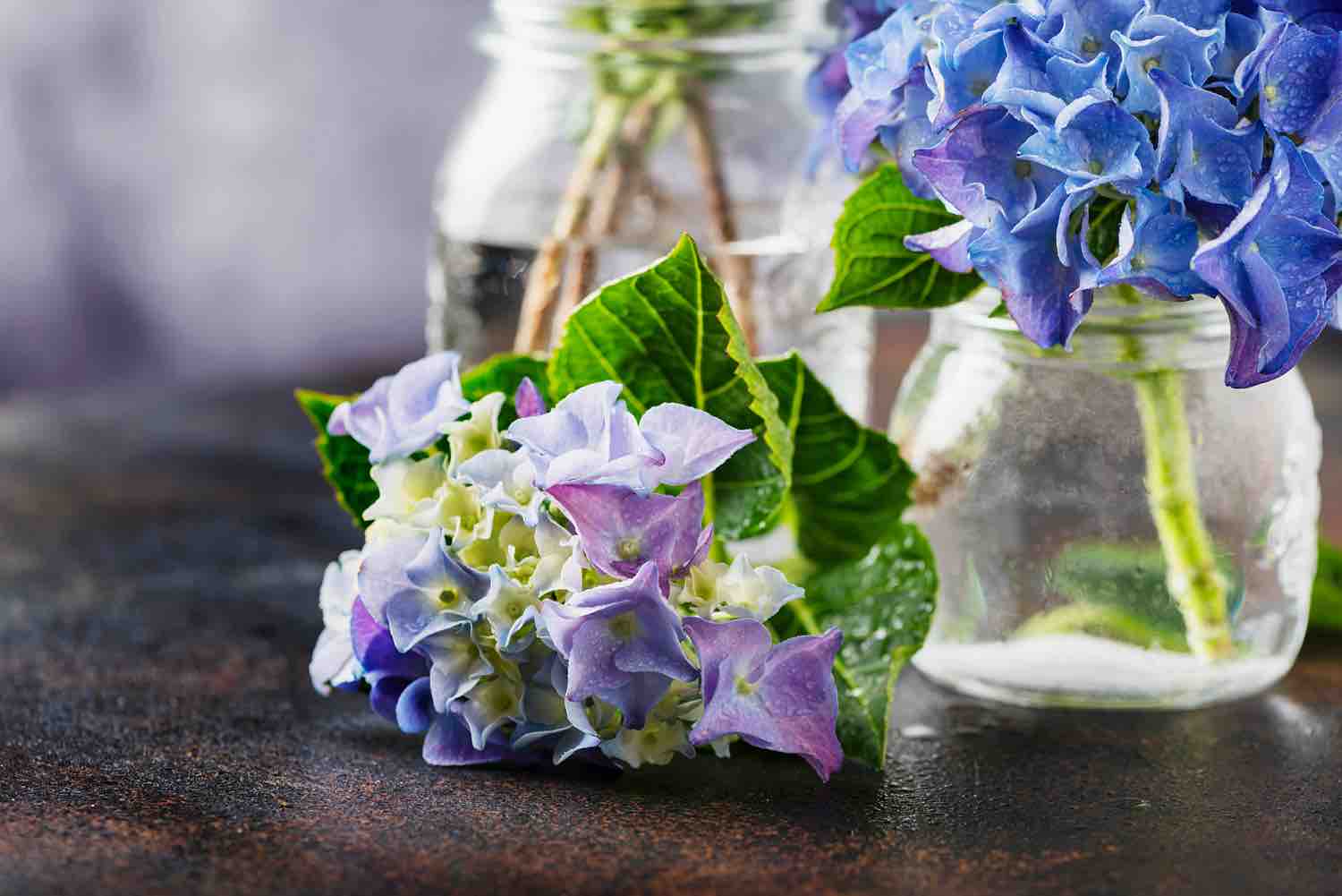 bouturer hortensia dans l'eau