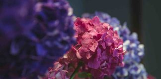 Bouturer hortensia dans l’eau : comment réussir facilement ? bouturer hortensia dans l'eau
