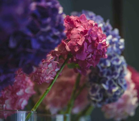 Bouturer hortensia dans l’eau : comment réussir facilement ? bouturer hortensia dans l'eau